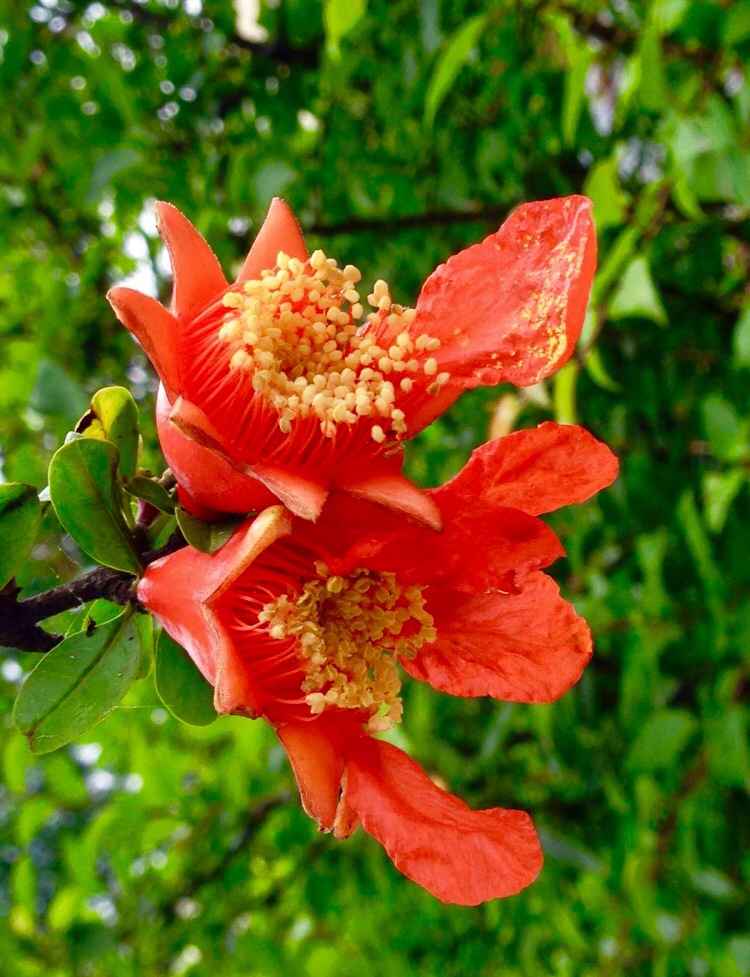 市花-石榴花 契合"一带一路"丝路,芬芳跨五洲|七嘴八舌|悦西安论坛